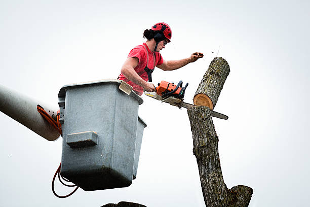 Best Palm Tree Trimming  in Geneva, OH